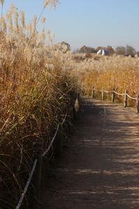 Footpath amidst plants on field against clear sky