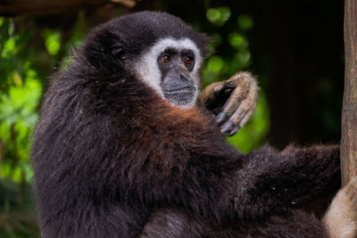 Close-up of monkey sitting on plant