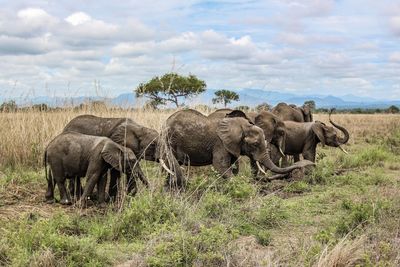 Wild african elephants in mikumi national park in tanzania in africa