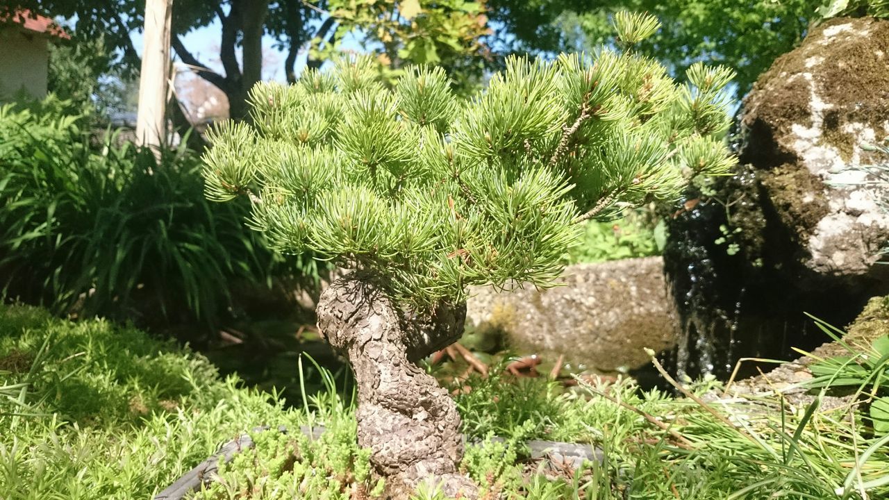 plant, growth, green color, rock - object, grass, nature, tree, tranquility, day, beauty in nature, sunlight, no people, outdoors, rock, stone, field, high angle view, moss, forest, tranquil scene