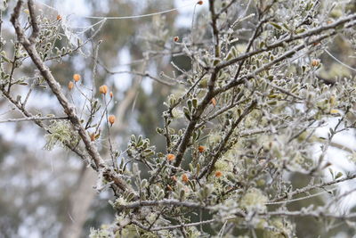 Low angle view of cherry tree during winter