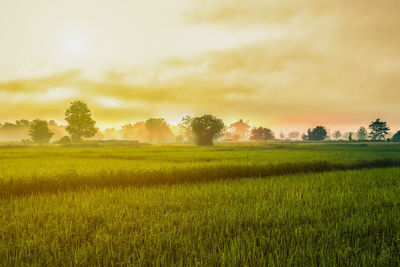 Scenic view of field against sky during sunset