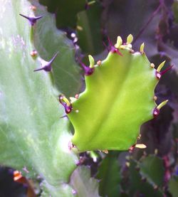 Close-up of plant