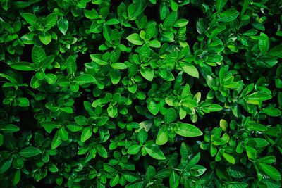 Full frame shot of plants