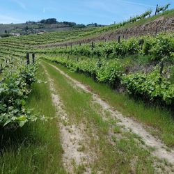 Scenic view of vineyard against sky