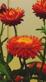 Close-up of red flower