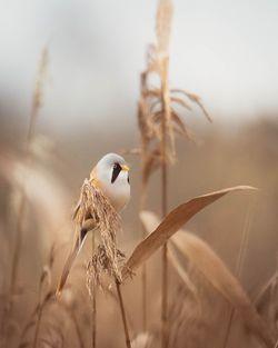 Close-up of bird perching on plant