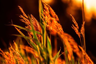 Close-up of stalks in field against sky at night