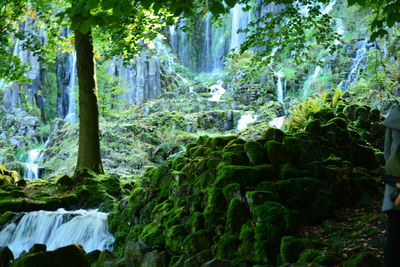 Scenic view of waterfall in forest