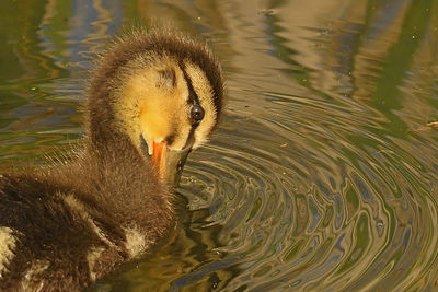 View of a duck in lake