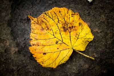 Close-up of dry leaves on ground