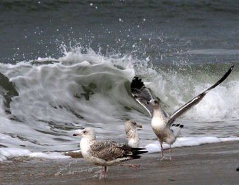 Flock of seagulls on beach