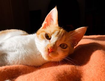 Close-up portrait of cat lying down on bed