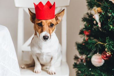 Portrait of young man with dog on christmas tree