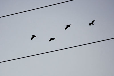 Low angle view of birds flying against the sky
