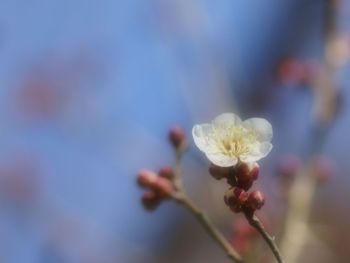 Close-up of white cherry blossom
