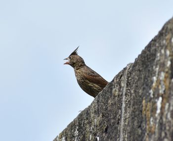 Low angle view of bird perching against clear sky