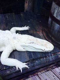 High angle view of birds on floor