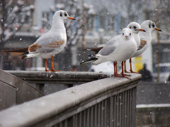 Close-up of birds perching on snow