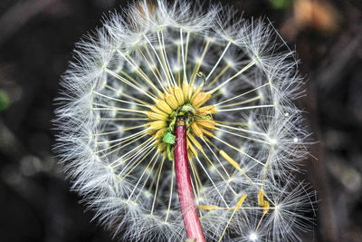 Close-up of dandelion on plant