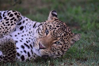 Leopard lying on grass