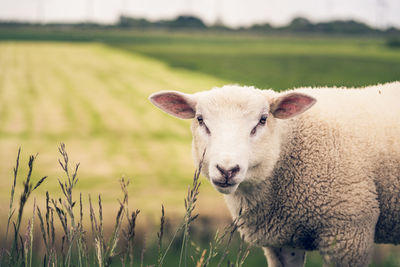 Portrait of sheep on field