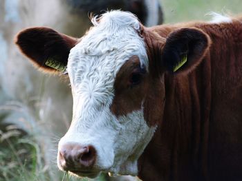 Close-up of cow