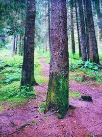 Trees in forest