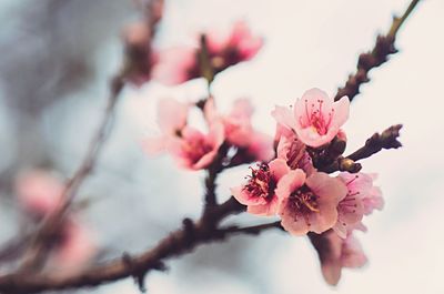 Pink flowers blooming on tree