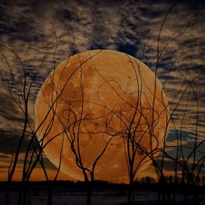 Trees against sky during sunset