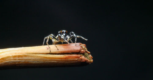 Close-up of insect over black background