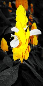 Close-up of yellow flowering plant