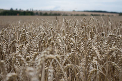 View of wheat field against sky
