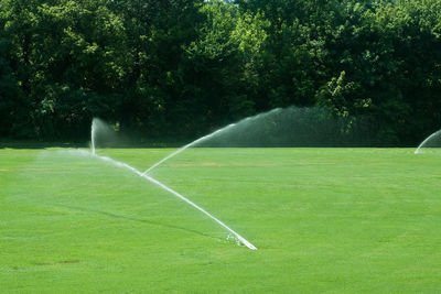 Scenic view of grassy field