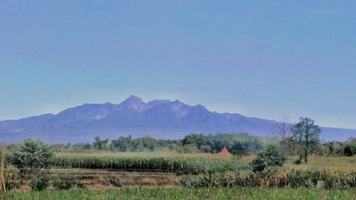 Scenic view of field against clear sky