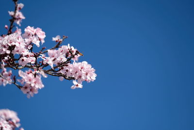 Low angle view of cherry blossoms against sky