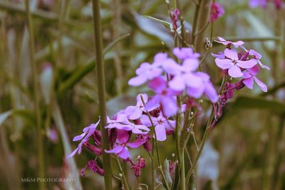 Close-up of purple flowers blooming outdoors