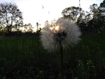 Close-up of thistle in field against sky