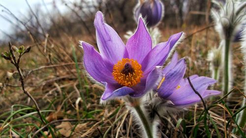 Close-up of purple crocus flower on field