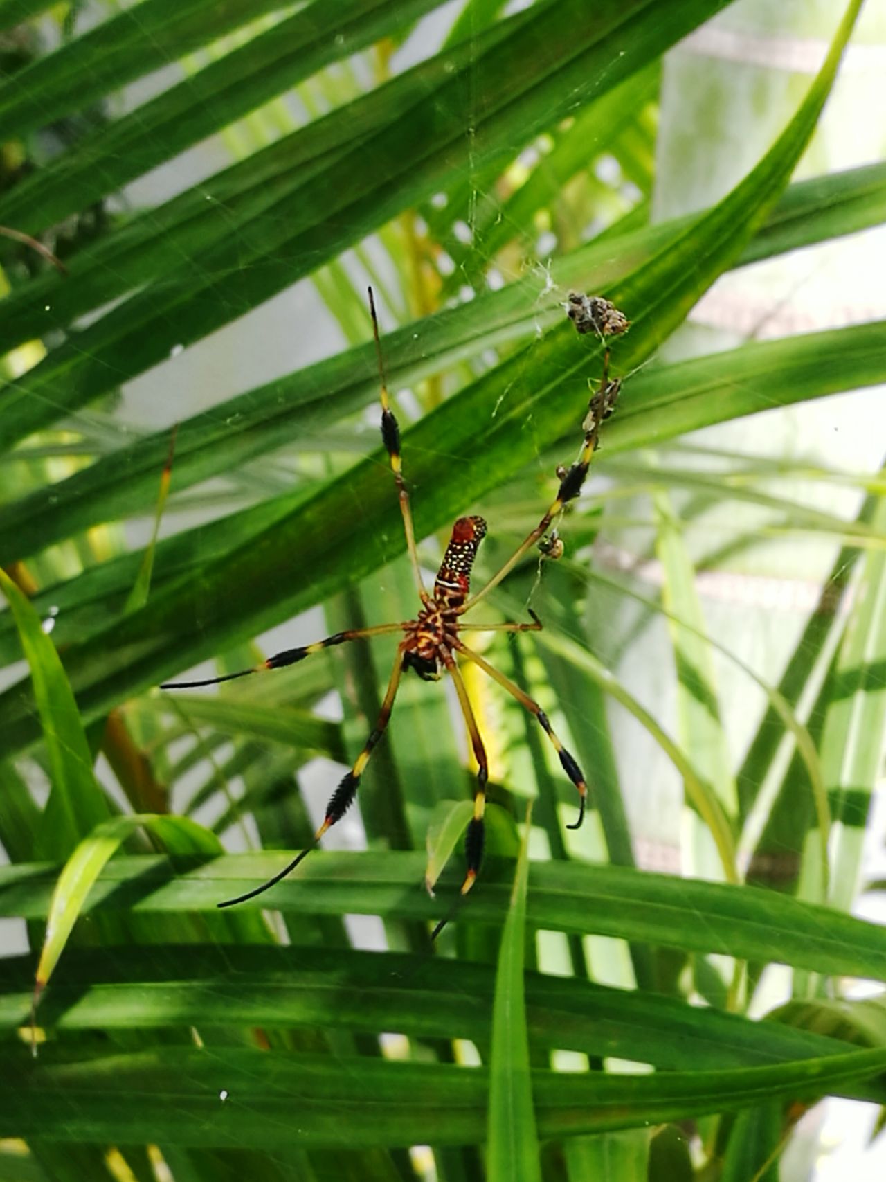 Mother nature outdoors palm leaves spider prey