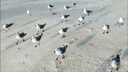 Birds in sea