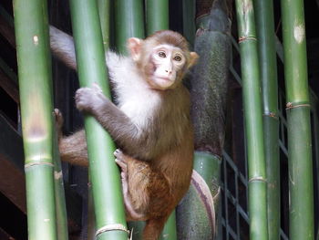 Close-up of monkey on tree