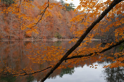 Reflection of trees on lake during autumn