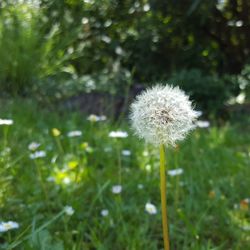 Close-up of dandelion flower on field