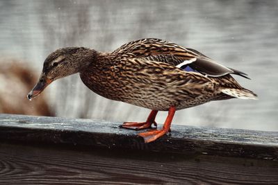 Close-up of bird perching on wood