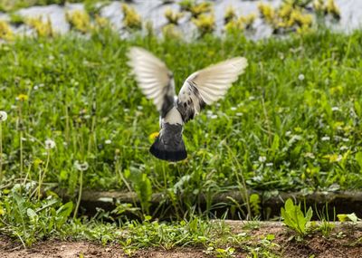 Bird flying in a field