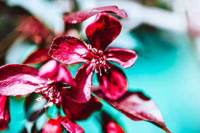 Close-up of red flowering plant