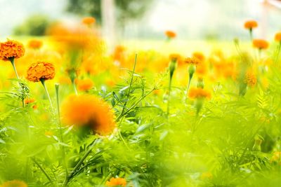 Close-up of yellow flowers