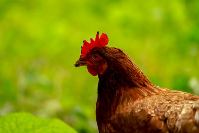 Close-up of a bird