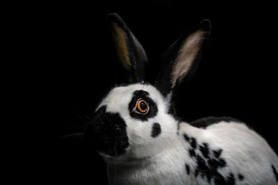 Close-up of a rabbit over black background
